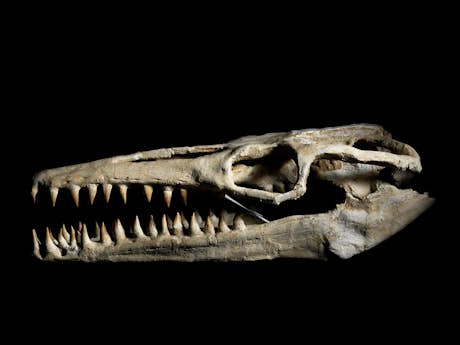 Schädel eines Mosasaurus